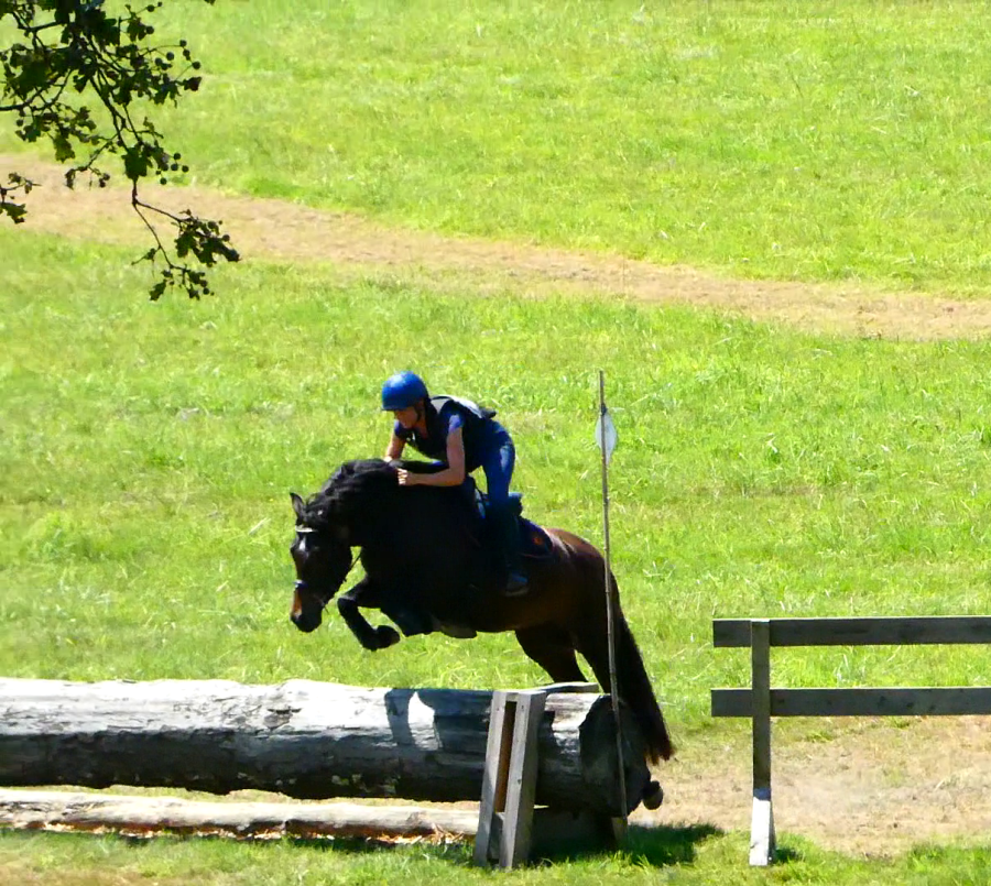 Vente de poney